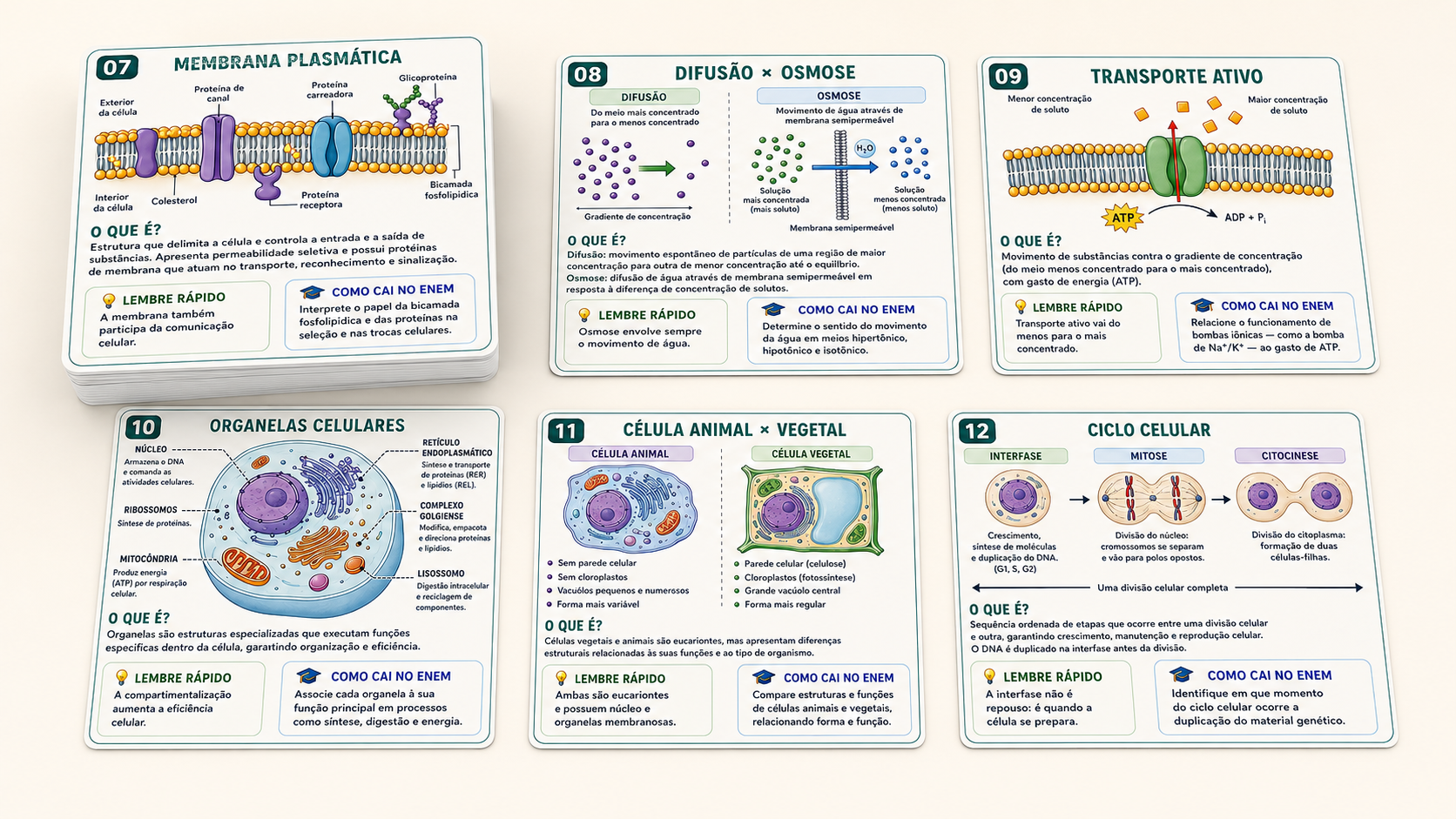 Flashcards de Biologia do ENEM 2026
